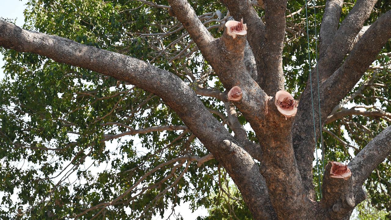 African mahogany tree in Darwin.