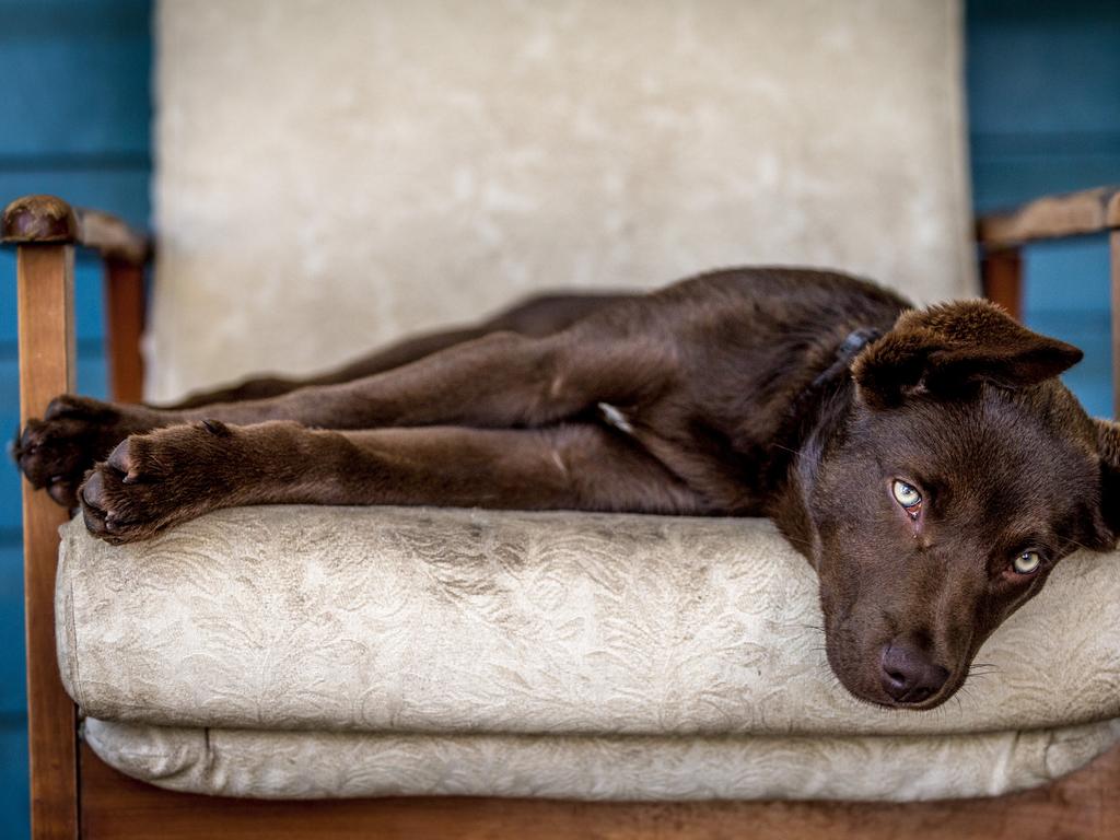 Leeroy Todd from The Dawn (QLD) Sleepy Eyes “I love this image, and it really jumped out at me. The photographer has captured a very rare image – a kelpie at rest! There’s a real softness coming through. The colour composition along with its restful personality is the calm before the storm.” Picture: 2015 Canon Light Awards