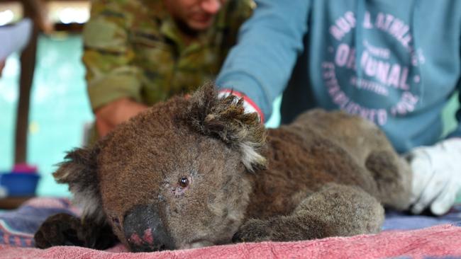 Vets and volunteers treat a koala at Kangaroo Island Wildlife Park, on Kangaroo Island, southwest of Adelaide.