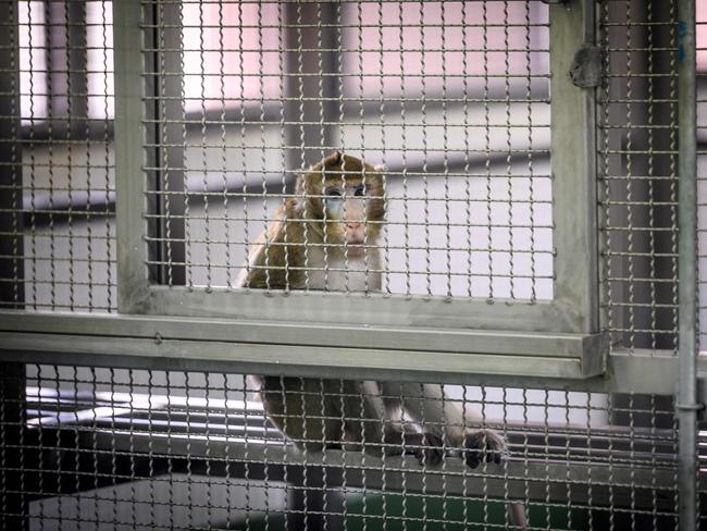 Research on monkeys found the COVID-19 vaccine in development by the University of Oxford did not stop them getting the virus. Picture: AFP