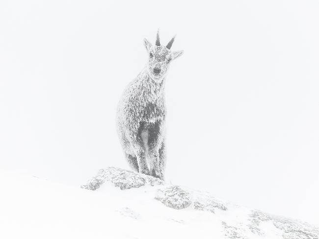 To enable an early ascent into ibex territory, the photographer spent a bitterly cold night in a temporary shelter in the French Alps, having skied for six hours. Luca thawed his camera with his breath and took the ibex's portrait. Luca Melcarne/Wildlife Photographer of the Year