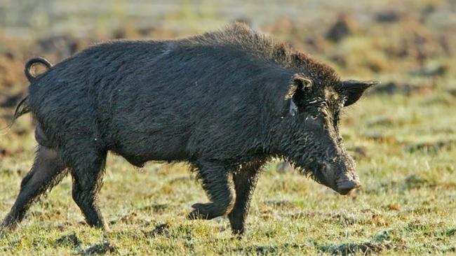 State MP for Hill Shane Knuth says recreational hunters must be allowed into National Parks to cull feral pigs. Picture: supplied.