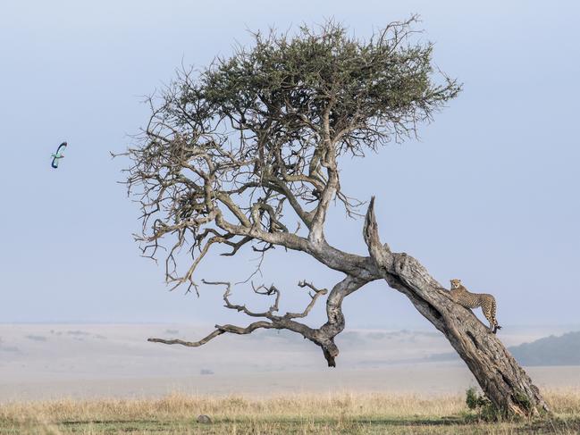 Ben Cranke’s image of a cheetah stretching in the Maasai Mara, Kenya. Picture: Ben Cranke