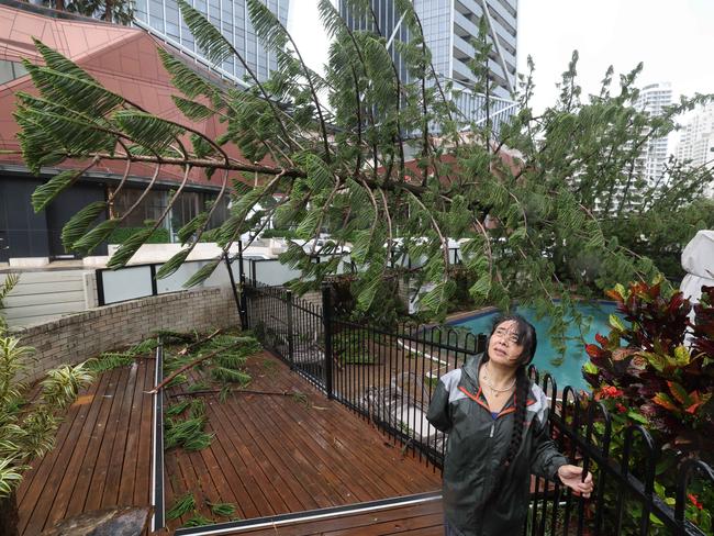 Old Burleigh Rd resident Linda Lee with the Norfolk Pine over her pool. Picture Glenn Hampson