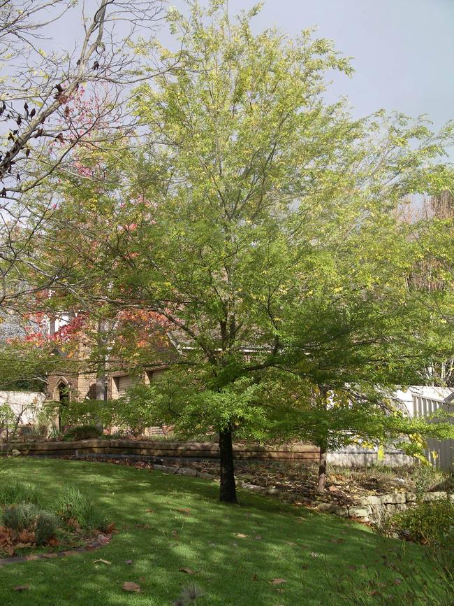 Chinese elms are so widespread in Adelaide’s south the local council wants to ban them.