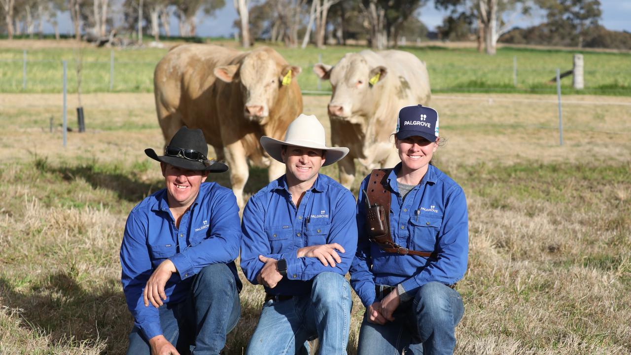 Tim Williams, Ben Noller and Charlie Howard of Palgrove with a selection of their bulls. Photo: Contributed