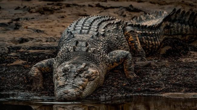 Crocodile educator Matt Cornish labelled Hinchinbrook MP Nick Dametto’s stance on the management of the reptiles as “disgusting”. Picture: Crocodile_Beers