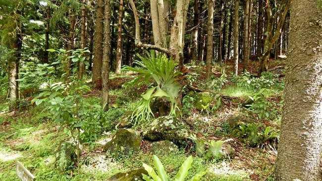 A tour of the Lismore Rainforest Botanic gardens is also part of the Upcycle Your Holidays event.