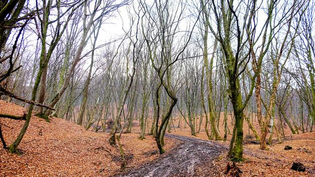 Hoia Baciu Forest, aka the world's most haunted forest.