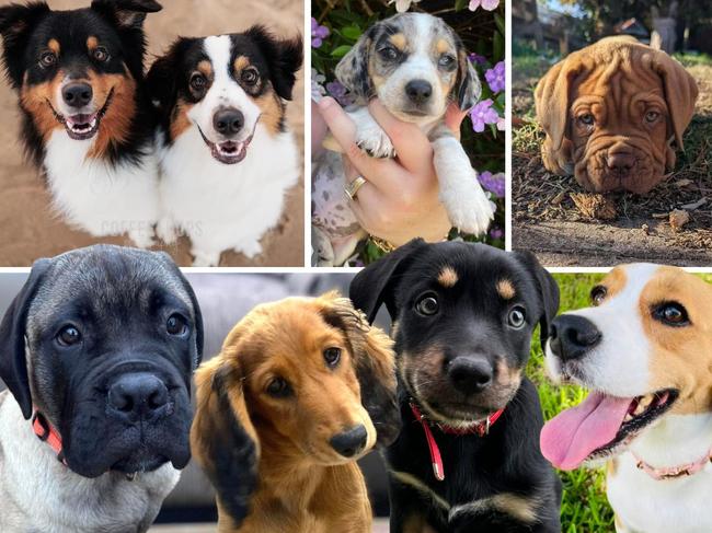 200+ of Mackay’s cutest puppies | 2024