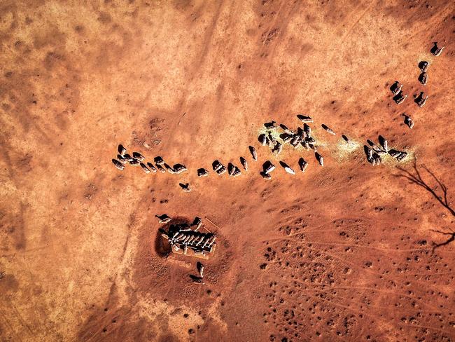 Sheep eat feed that Australian farmer Richard Gillham dropped in a drought-affected paddock on his property 'Barber's Lagoon' located on the outskirts of the north-western New South Wales town of Boggabri, Australia, on October 4, 2019. Gillham is a sixth generation sheep farmer, who has been buying feed at $1000 per day for more than two years to keep his stock alive.  The Bureau of Meteorology (BOM) has declared the ongoing drought across the Murray Darling Basin to be the worst on record, with current conditions now exceeding the Federation Drought (1895-1903), the WWII drought (1937-1947) and the Millennium drought (1997-2009). The Federal and NSW Governments announced a new drought emergency funding plan on Sunday 13 October, with $1billion to go to water infrastructure for rural and regional communities impacted by the devastating drought in NSW, including a $650m upgrade of Wyangala Dam in the NSW central west and a $480m new Dungowan Dam near Tamworth. However, critics of the plan are calling for more immediate solutions as well as more environmental checks around the dams to ensure they donÃ¢â¬â¢t further impact the health of the river systems.