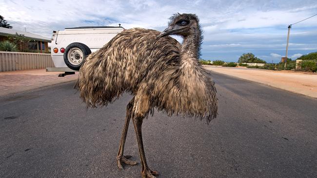 Emu on a driveway outside Shark Bay Caravan Park.