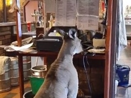 An employee of a pub in Perth's outer suburbs has shared a series of hilarious videos of a kangaroo who 'works' at the watering hole. Picture: supplied TikTok