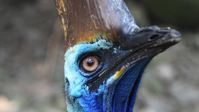 Supporters of a new North Queensland state have voted for their animal ...