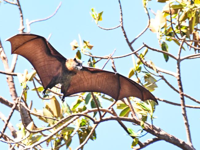 ADELAIDE, AUSTRALIA - NewsWire Photos FEBRUARY 28, 2024: MARCH 6, 2024: Bats in trees in Botanic Park, site of the WOMADelaide Music Festival. Picture: NCA NewsWire / Brenton Edwards