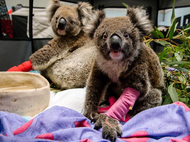 Injured koalas at Adelaide Koala Rescue Limited, December 28, 2019. Picture: AAP Image/ Morgan Sette