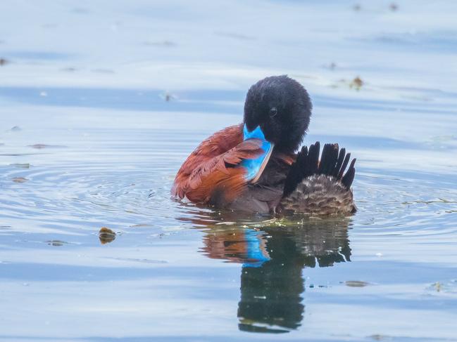 Blue-billed ducks at Lake Knox.