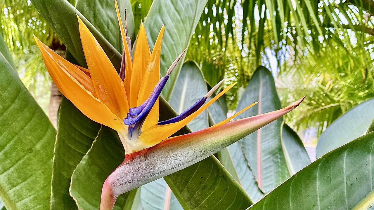 Pretty to look at but sharp in nature, the Bird of Paradise should be looked at, but not touched by toddlers. Picture: iStock