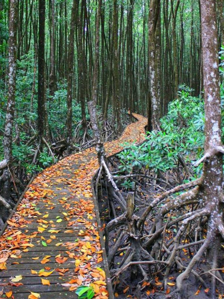 Simone Vinton captured this image of the Mangrove Boardwalk near the Cairns Airport