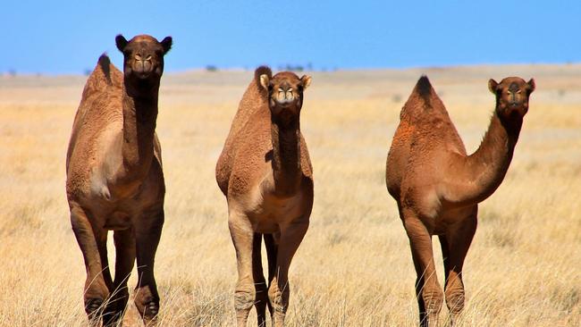 Feral camels Australia: Population estimated to be at 1.2 million and