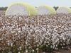 Historic win: NT farm wins prestigious national cotton award