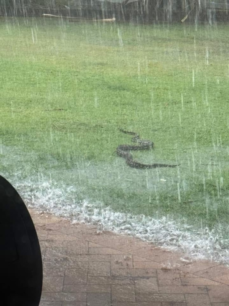 A large snake caught out in the rain in Hervey Bay during the wild weather brought by ex-Tropical Cyclone Alfred. Photo: Suz Stafford