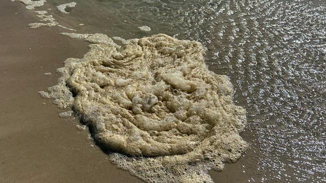 A significant toxic algae bloom is impacting the waters around the state. Picture: Supplied