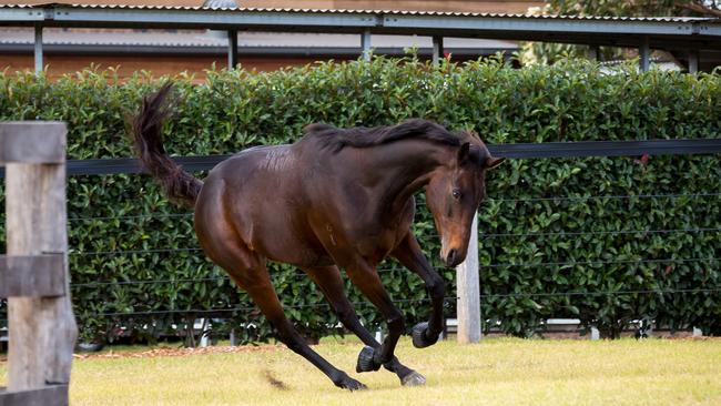 Winx in the paddock after retirement from racing. Picture: Deborah Parsonage