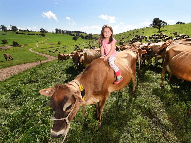 Maya Ronalds on her dad’s Jersey cow Jemma. Picture: Rob Leeson