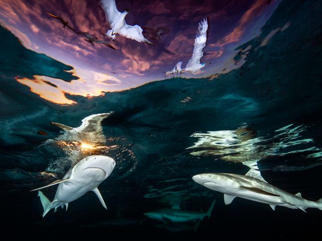 Stunning shots shows circling sharks