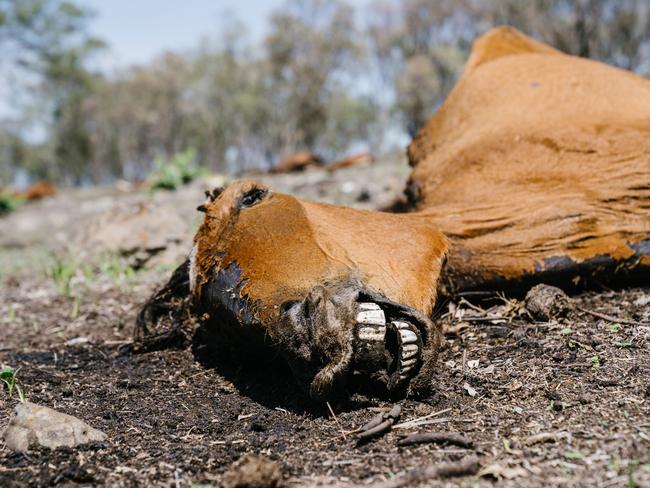 Man charged over death of 13 horses