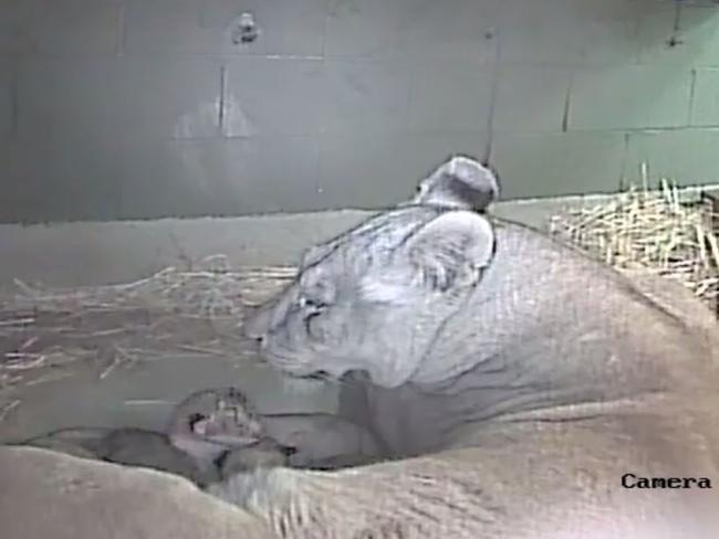 Lion cubs born at Werribee Open Range Zoo | Herald Sun