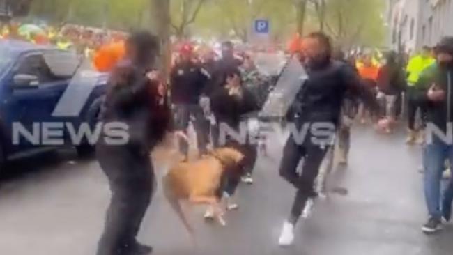 This dog was propelled into the air after being struck in the side by a man's foot. Picture: Channel 7