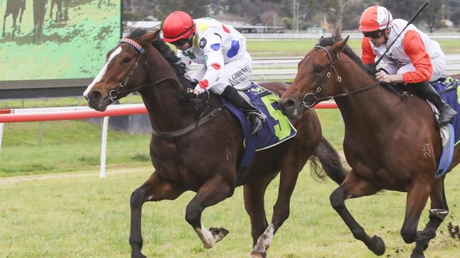 Bertie looks well placed to start the year off on a winning note at Port Macquarie. Picture: Bradley Photos