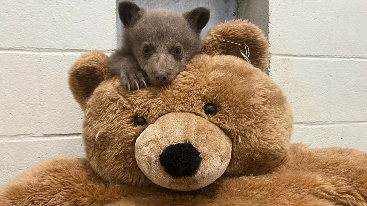 Bear cub’s carers wear costumes