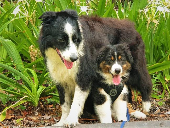 PHOTOS: Gold Coast’s cutest dogs 2022