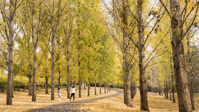 Golden opportunity: TarraWarra Estate is a leaf spotter’s delight. Picture: Visit Victoria