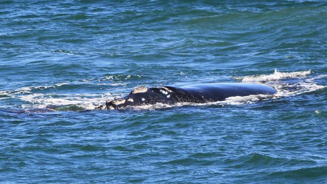 The whale at Christies Beach, earlier in the week. Picture: Roger Foster.