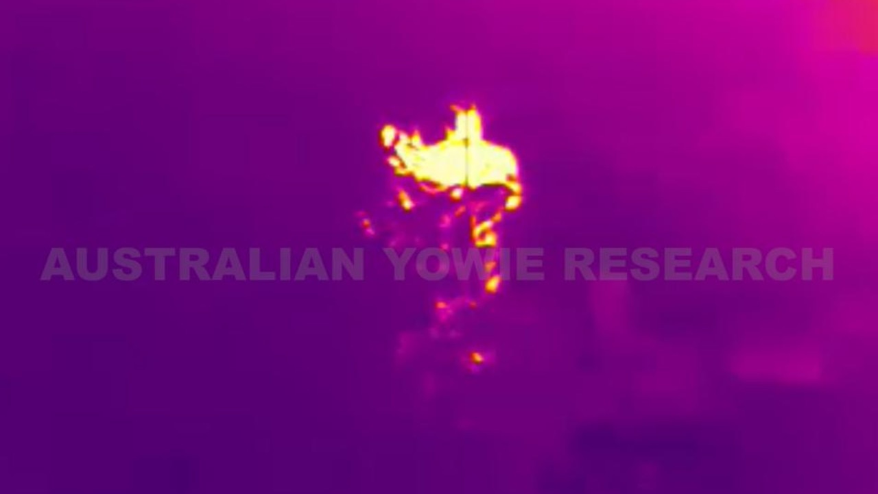 Image captured with thermal technology revealing a mysterious creature, reportedly a yowie, hiding behind a tree. Picture: Dean Harrison