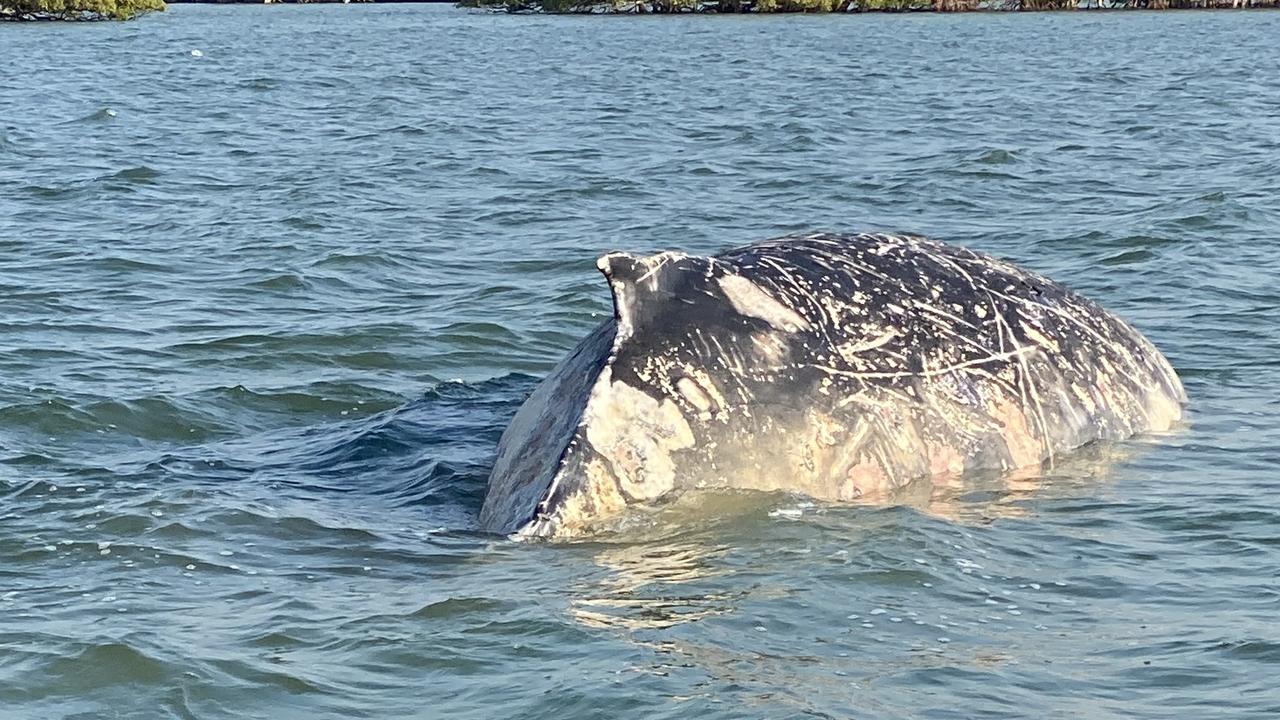 A whale stranded at the mouth of the Susan River has died.