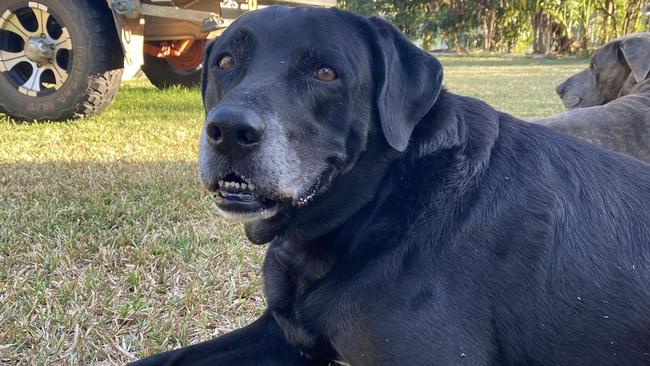 Indie, Alia and Mike Baxter's black labrador, was taken by a crocodile at the Lower Kamerunga Footbridge on Wednesday. Picture: Alia Baxter