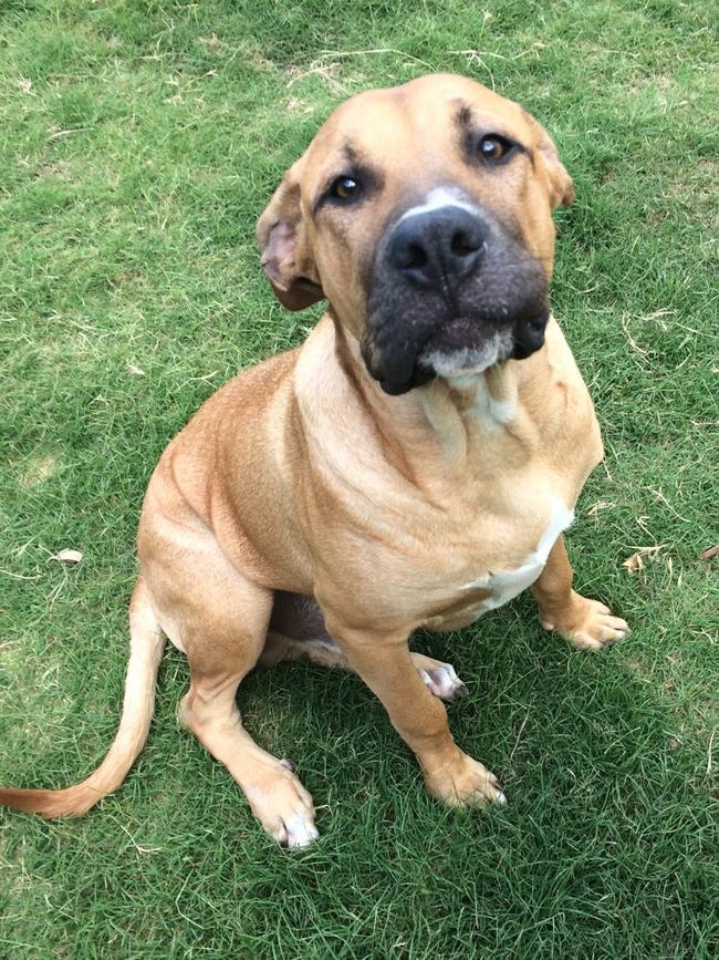 Frankie: Frankie, a bull mastiff arab, is a gentle old soul wholoves to play basketball and soccer with the kids.