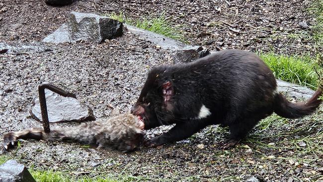 The Tasmanian devils' habitat is being threatened, making it more important than ever to remove any roadkill from the road to stop them getting hit by oncoming cars when going in for a snack.