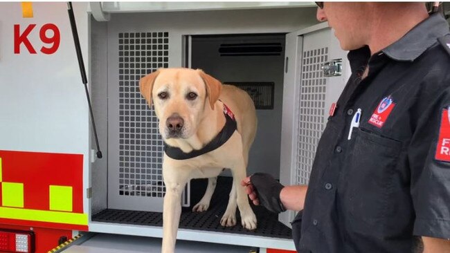 A dog from the Fire and Rescue NSW canine unit.