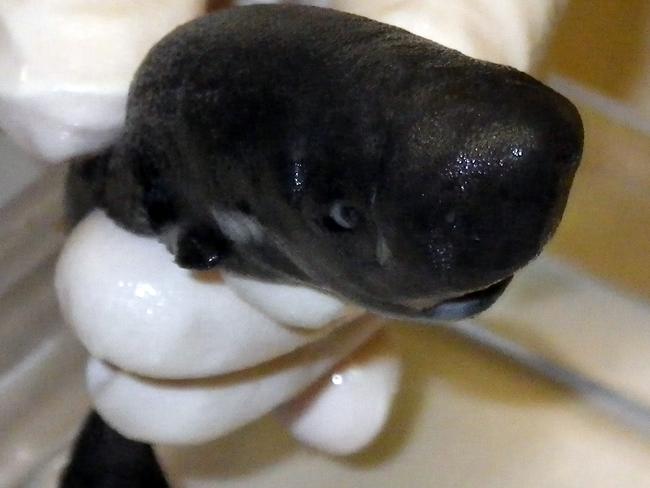 This photo provided by Michael H. Doosey at Tulane University, shows a photo of a rare pocket shark in October 2013 in Belle Chasse, La., taken out of the Gulf of Mexico in 2010, and discovered in a National Oceanic and Atmospheric Administration freezer and identified as the rare species in 2013. This is only the second such shark, which has two pockets next to its front fins, ever seen. The first was seen off the coast the Peru 36 years ago. (Michael H. Doosey/Tulane University via AP)