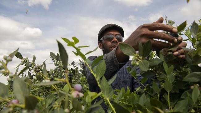 Worker at Andrew Bell’s blueberry farm at Tabulam, northern NSW. Picture: Nic Walker