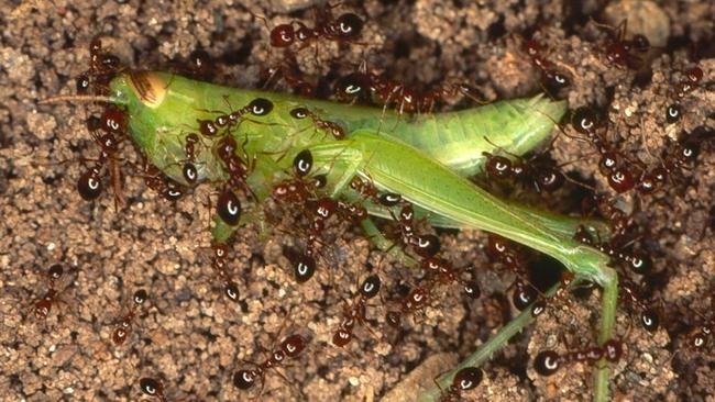 Fire ants are known to feed on native species. Picture: File