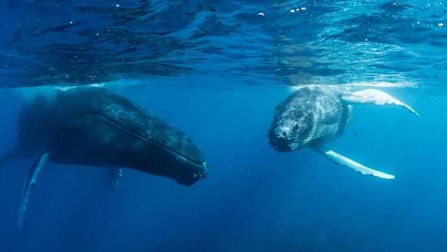 Whales can be confused for submarines themselves in the absence of an overarching regulator in the Indo-Pacific oceans.