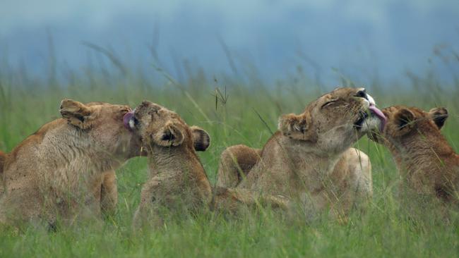 In this scene captured in <i>Dynasties </i>the adult lionesses Charm, left, and Sienna groom Charm’s two youngest cubs.