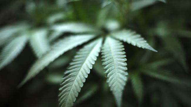 A marijuana plant in an indoor cannabis farm in Gardena, Calif. PHOTO/RICHARD VOGEL